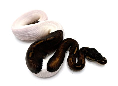 Image result for White Diamond Ball Python