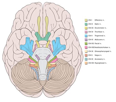 Brain And Cranial Nerves Quiz