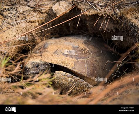 Image result for Using Camera to Explore Gopher Tortoise Burrow