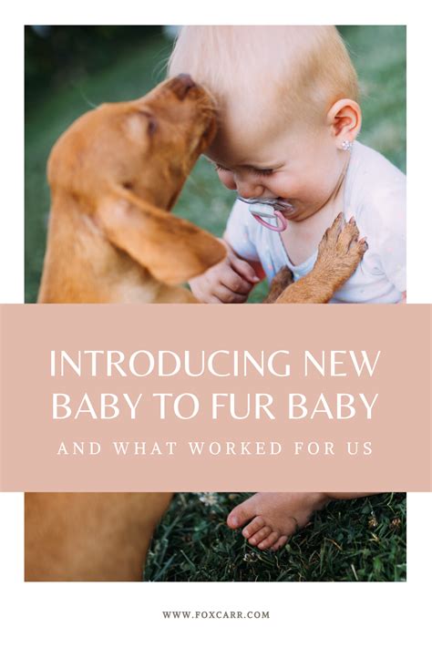 How to Safely Introduce Baby to Dog - FoxCarr | New baby products, Fur ...