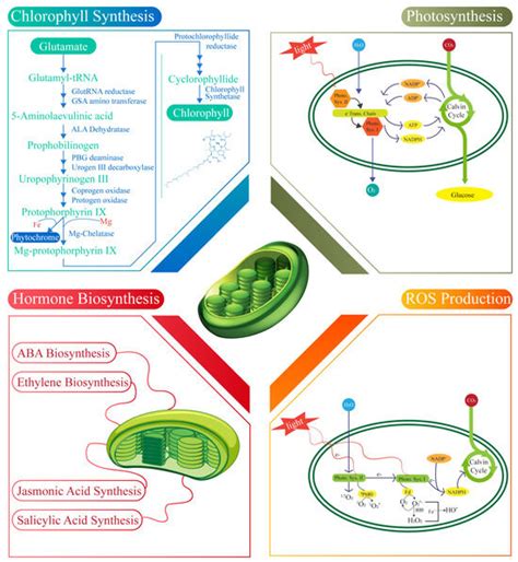 Chloroplast Functionality at the Interface of Growth, Defense, and ...