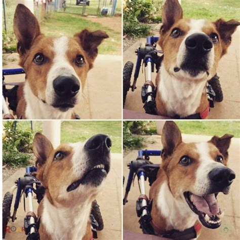 Special Needs Dogs and Cats – Oliver Pet Care Solutions Pvt Ltd