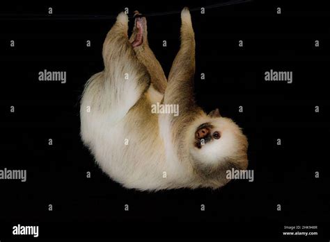 Image result for Hanging Three Toed Sloth
