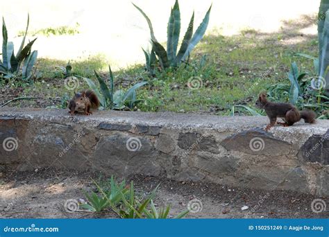 Spanish Squirrels in Malaga in Andalusia, Spain Stock Image - Image of ...
