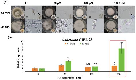 Harnessing Epigenetic Modifiers Reveals MAPK-Mediated Regulation ...