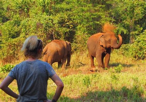 World Elephant Day: Ethical Elephant Sanctuaries In Asia