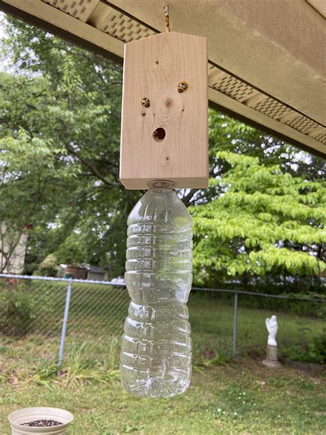 Traps For Carpenter Bees at Armand Hudson blog