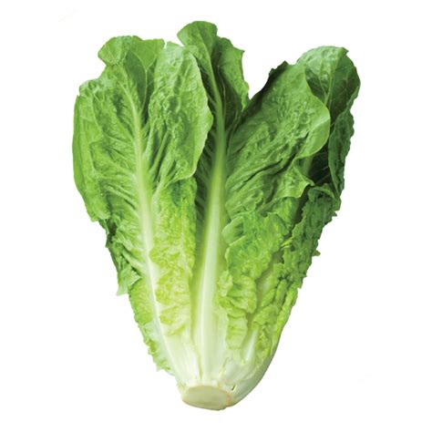 Romaine Heart - The Oar