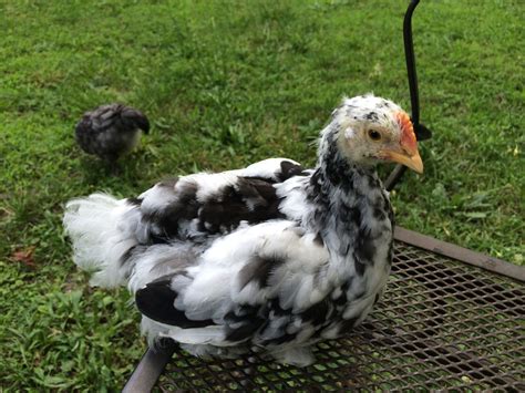 Image result for Mottled Java Chicken