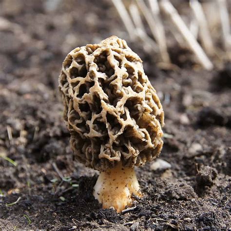 The 14 Most Expensive Mushrooms In The World
