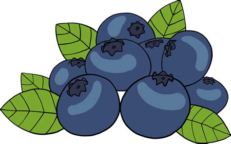 doodle freehand sketch drawing of blueberry fruit. 11835664 PNG