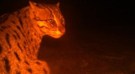 Here Are 7 Of The Rarest Animals Spotted In Different Parts Of The World