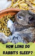 Image result for How Do Rabbits Sleep