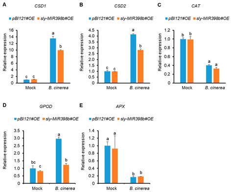 Overexpression of Sly-miR398b Compromises Disease Resistance against ...