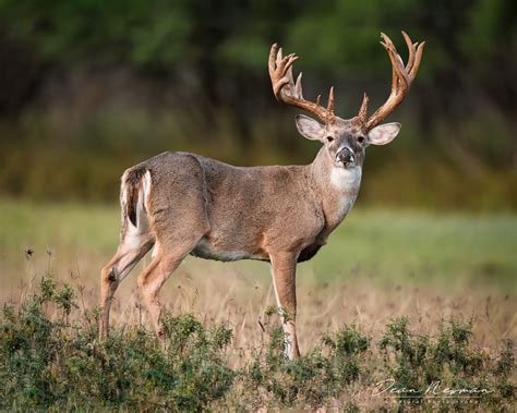Whitetail Buck Atypical Broadside - Dean Newman Photography