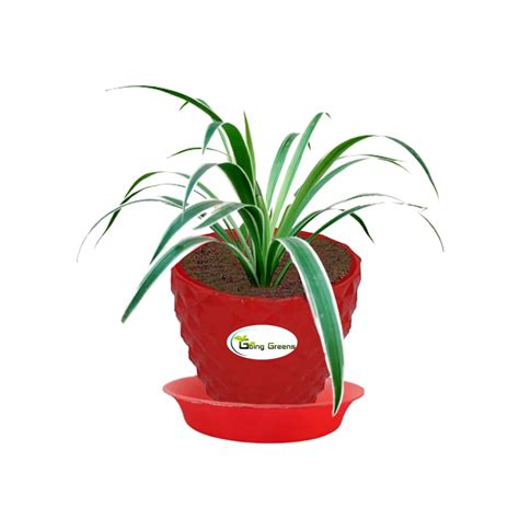 Spider Plant, Chlorophytum comosum – Going Greens