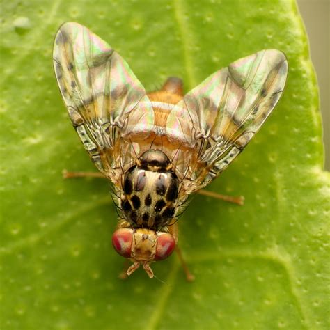 Mediterranean Fruit Fly | Ceratitis capitata. Els Poblets, A… | Flickr