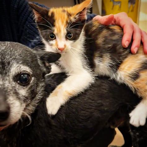 J. Kenji López-Alt | Today we welcomed Tamago and Gohan into their new ...