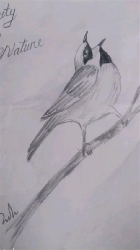 Image result for Bird Drawing Shading