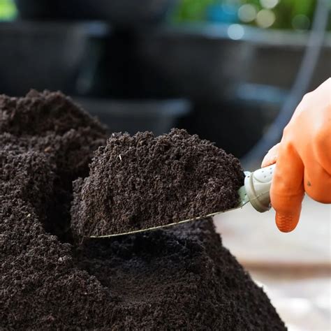The Truth About Coffee Grounds And Plants - How To Grow Better!