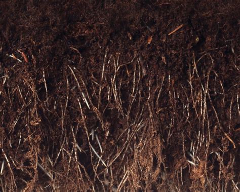 Humic DG 的图像结果