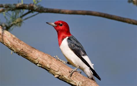 10 Types of Woodpeckers in Ontario, Canada (with Pictures)