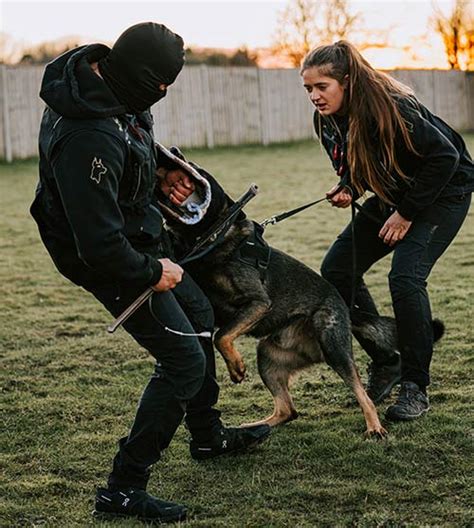 Trained Protection Dogs 的图像结果