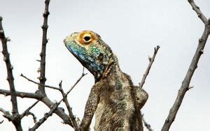 Wallpaper iguana, reptile, green, tree hd, picture, image