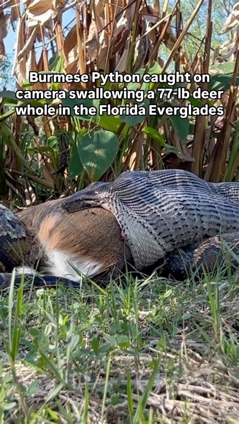 Burmese Python Florida Eating Deer 的图像结果