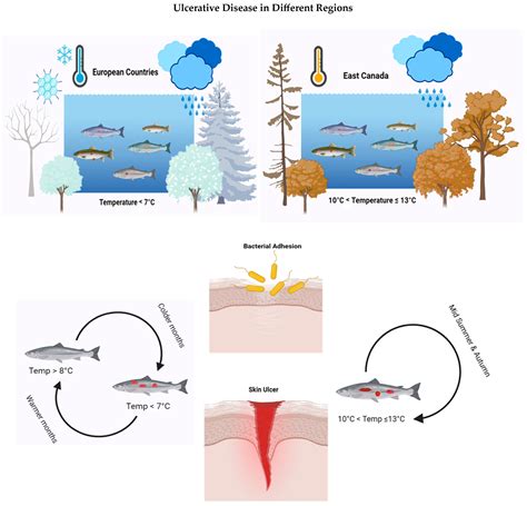 A Review of Winter Ulcer Disease and Skin Ulcer Outbreaks in Atlantic ...