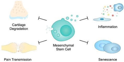 The Role of Extracellular Vesicles in the Pathogenesis and Treatment of ...