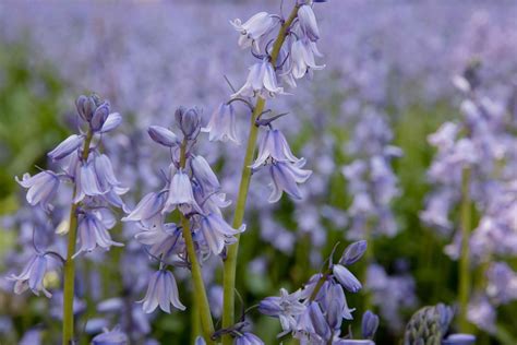 Rabbit-Resistant Plants: Annuals, Perennials, Ground Cover