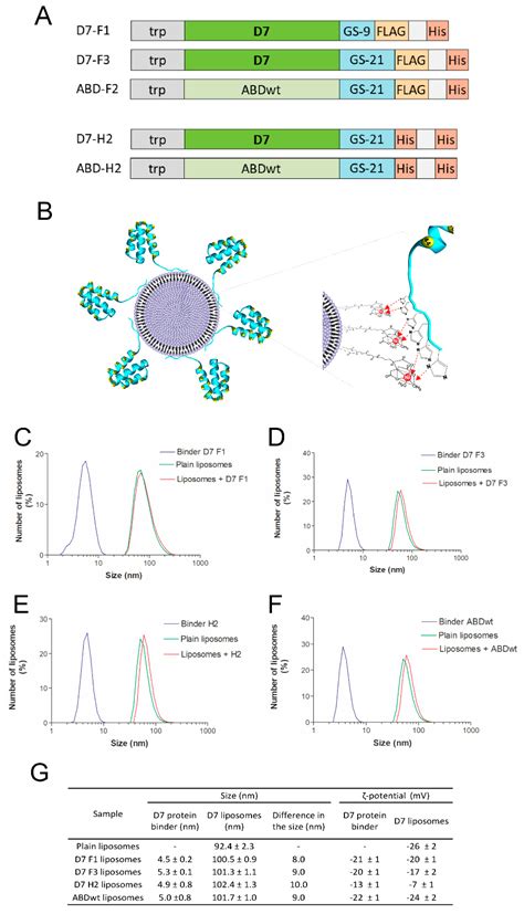 Targeting Human Thrombus by Liposomes Modified with Anti-Fibrin Protein ...