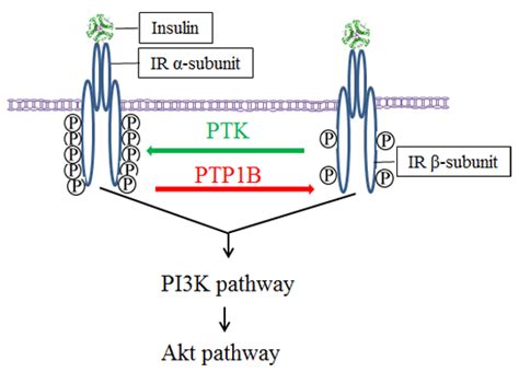 Protein Tyrosine Phosphatase 1B Inhibitors of Pueraria lobata Based on ...