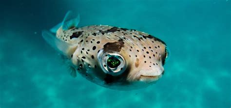 Image result for How Do Fish Sound