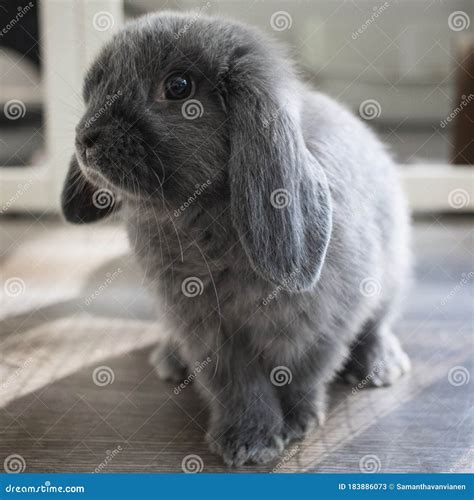 Holland Lop bunny Momo stock image. Image of lopear - 183886073