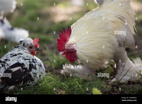 Chicken 的图像结果