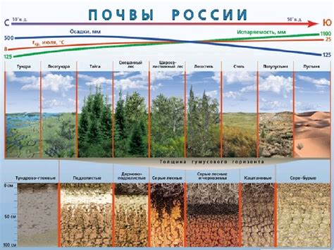 Почвы России - характеристика и условия формирования