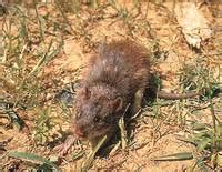 TNAU Agritech Portal :: Crop Protection