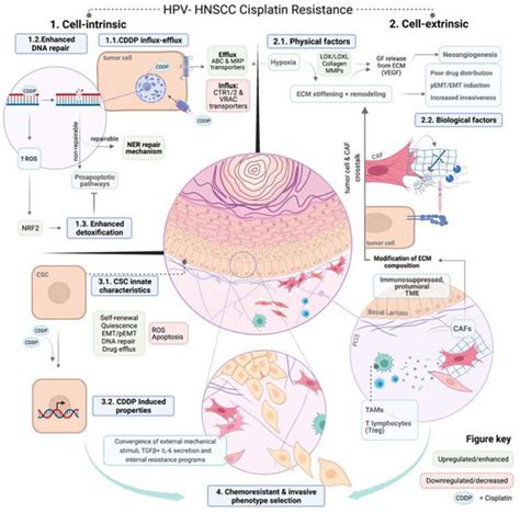 Mechanisms of Cisplatin Resistance in HPV Negative Head and Neck ...
