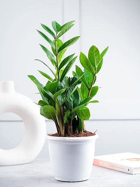 Nurturing Green® Air Purifying Live Indoor ZZ Plant in White Plastic ...