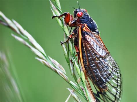 what do cicadas do after they shed their skin