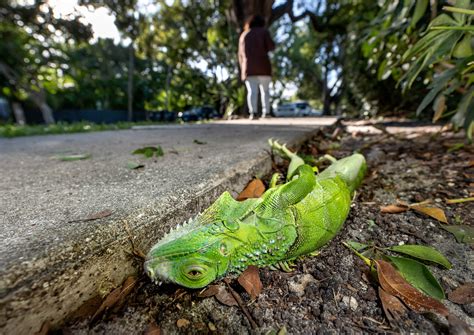 Why South Florida iguanas turn orange around the holidays