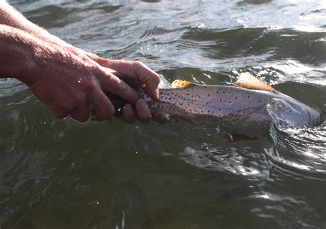 Top 3 Fly Fishing Rivers in Idaho - Solitude River Trips