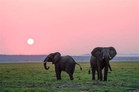 Dio è un Elefante - Slow News | Slow News. Il primo progetto italiano ...