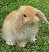 Image result for Fuzzy Lop Long Hair