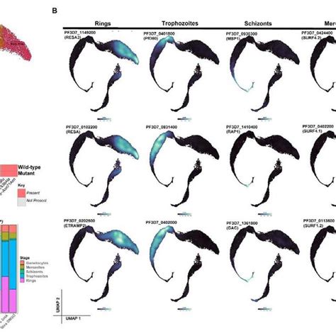 Image result for Cell Stage Gene Expression