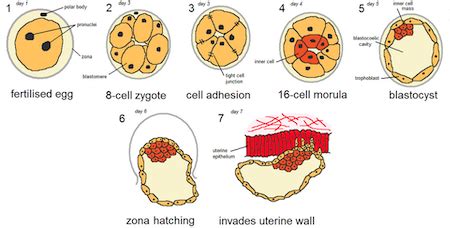 Image result for Early Embryo Development