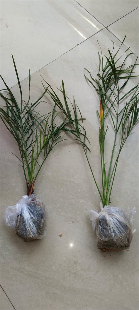 ARABIAN KHAJUR/DATE PALM TISSUE CULTURE TREE LIVE GARDEN PLANT : Amazon ...