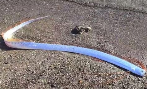 Doomsday Fish Washes Up on Canary Islands Beach, Fueling Worries of a Catastrophe
